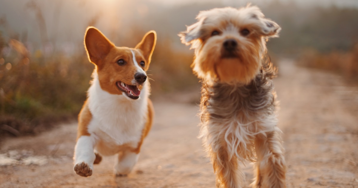 Scenic dog walking route in the UK countryside